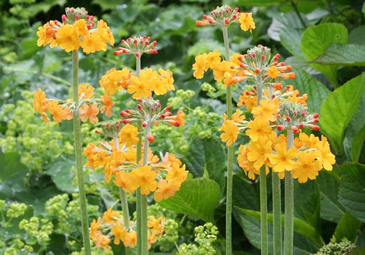 Candelabra Primulas (Primroses)